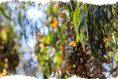 Monarch Butterfly Grove Pismo Beach