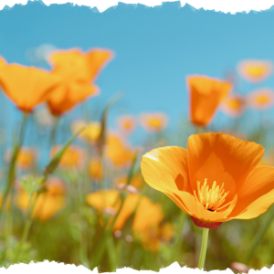 Spring Getaways in Pismo Beach